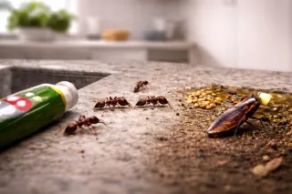 Why Pests Keep Coming Back After Treatment — And How to Stop It for Good