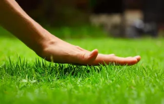 The Ultimate Guide to Lawn Care: Seasonal Tips for a Lush Green Lawn