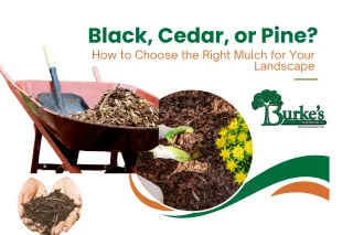 Black, Cedar, or Pine? How to Choose the Right Mulch for Your Landscape