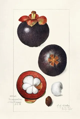 FAQ image