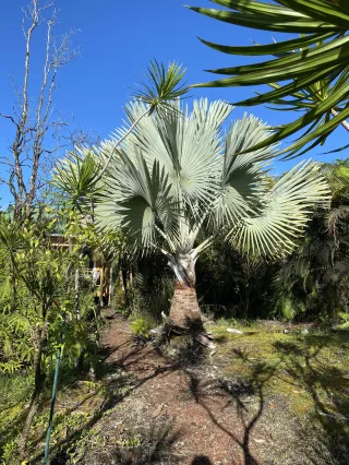 Éclats de verdure et parfums d’ailleurs : à la découverte de la flore des îles hawaïennes