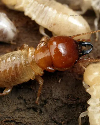 Termite Awareness: Protecting Your Property