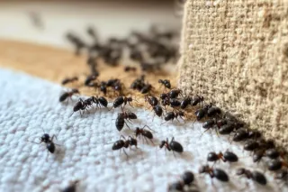 New Year's Resolution: A Pest-Free Home