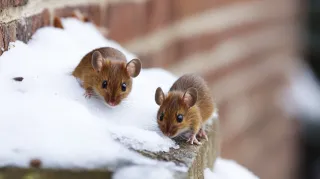 Winter Pests: Understanding and Preventing Cold Weather Invaders