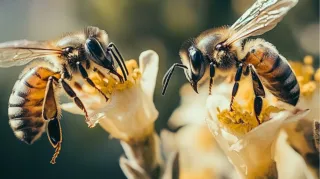 Buzz-Free Backyard: Managing Bees and Wasps in Monterey