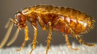 Flea-Free Living in San Mateo County: What Homeowners Need to Know