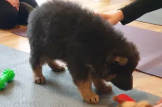 How Puppy Yoga Filled My Emotional Cup This Christmas