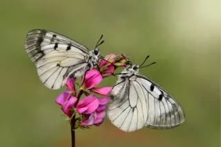 Creating Sanctuary for Wildlife No Matter Where You Live