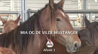 Visiting Florida Wild Horse Rescue in 2011