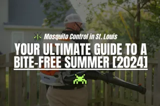 Mosquito Control in St. Louis: Your Ultimate Guide to a Bite-Free Summer [2024]