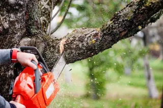 Homeowners Guide to Tree Service