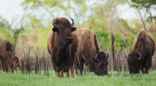 Tallgrass Prairie Preserve: Oklahoma’s Untamed Natural Beauty