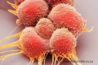 Exploring Peptides as a Potential Cancer Treatment