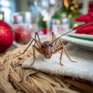 Holiday Hosting? Don’t Invite Pests