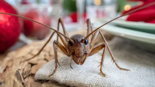 Holiday Hosting? Don’t Invite Pests