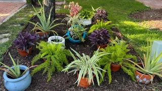 Organic Garden in Pots