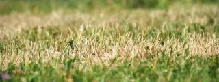 Why Your Grass Struggles in Baltimore — And How to Revive It for a Healthier Lawn