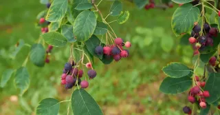 Native Plants That Thrive in Baltimore Gardens | Maryland Landscaping Guide