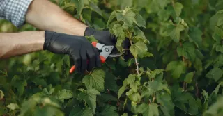 Importance of Regular Tree and Shrub Trimming | Baltimore Pruning Guide