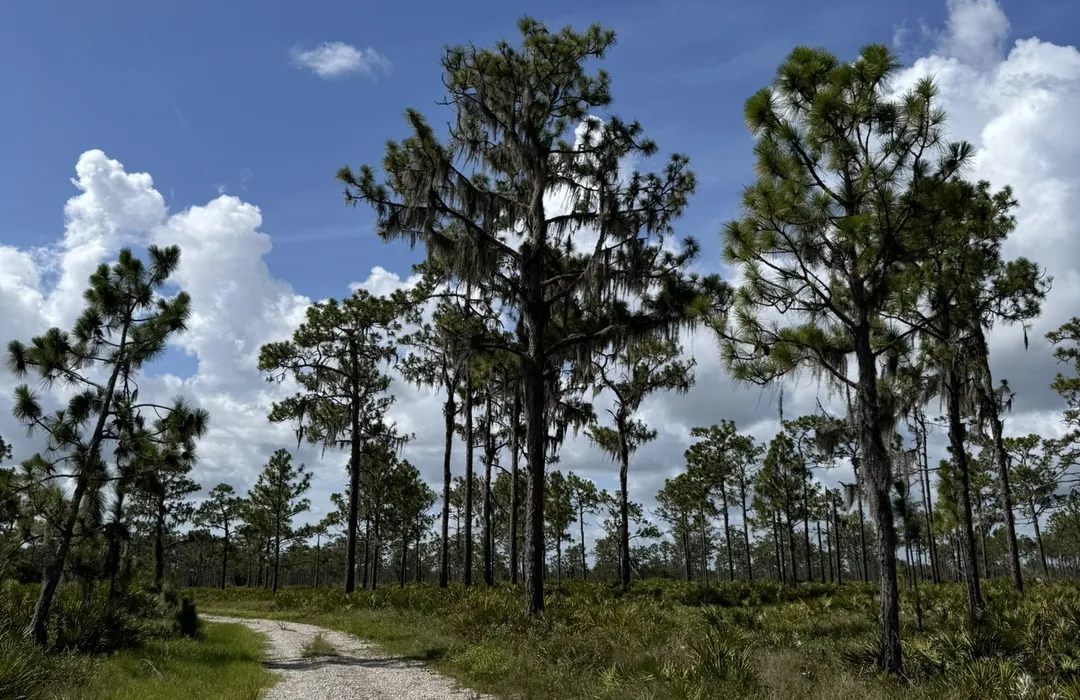 🐸Discover Bullfrog Creek Park: Tallahassee’s Hidden Gem for Outdoor Fun 