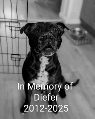 When is it time to say goodbye to your elderly dog?