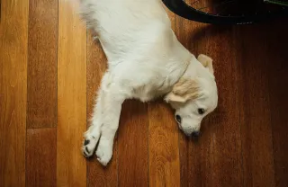 How to Clean Pet Hair from Furniture and Floors