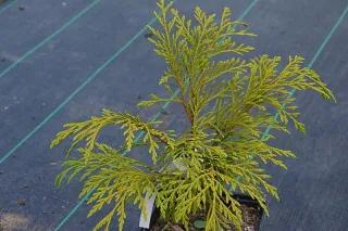 Tree from the Pleistocene Era - Yellow Cedar 'Aldrich Mountain'