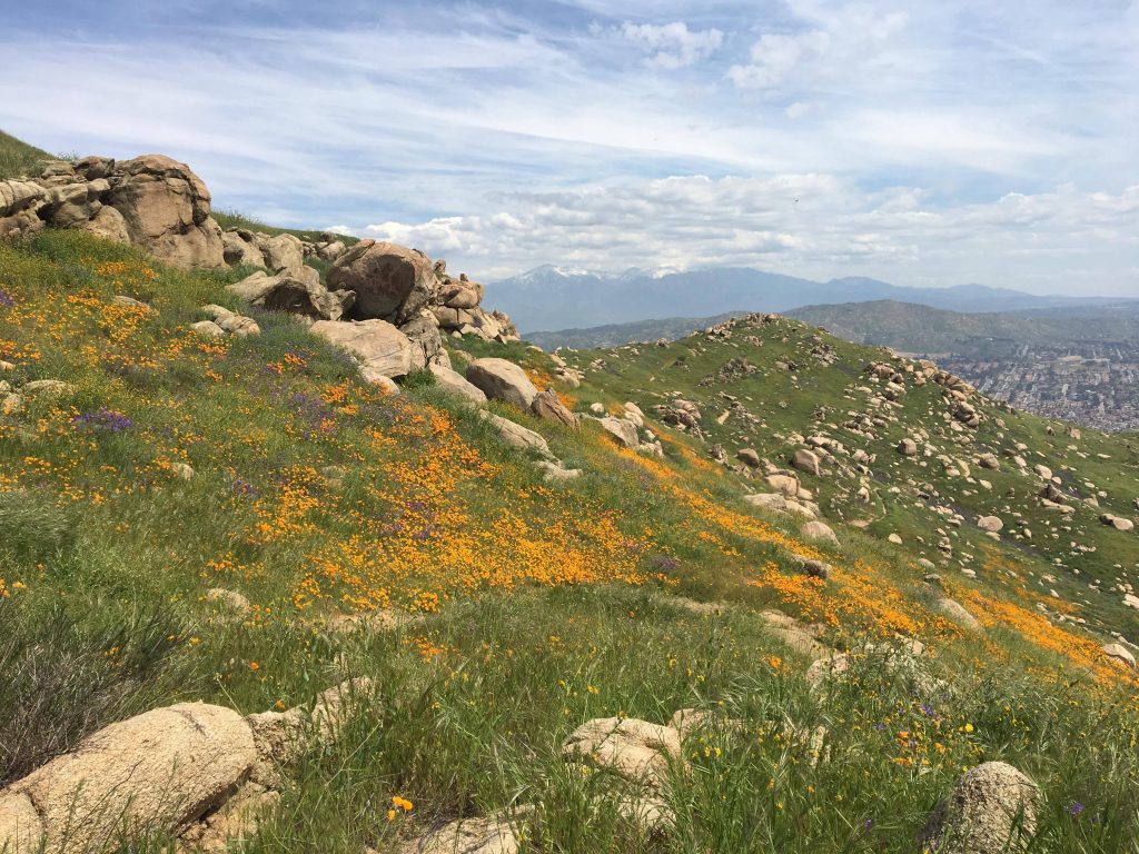 Fresh Air, Big Views & Local Legends — Box Springs Mountain Reserve, Riverside, CA