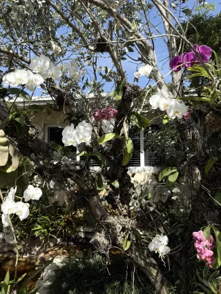 Mounting Orchids Outdoors: How to Give Them a Natural Home