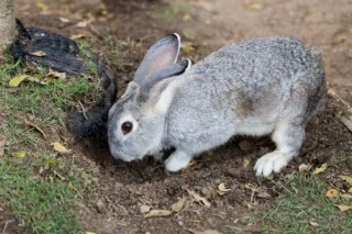 You Are Not a Rabbit — And You Don’t Need To Go Down the Rabbit Holes of Cancer Anxiety