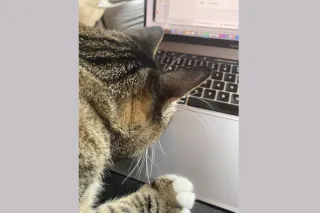 Why Your Cat on the Keyboard Feels Like a Crisis: How Small Interruptions Hijack Your Post-Cancer Nervous System