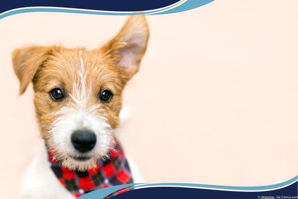 Active Listening Boosts Sales—But Most Businesses Still Talk Too Much