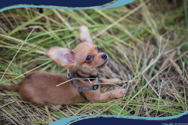 Ring Super Bowl Ad Sparks Privacy Backlash