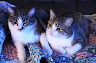 What I’ve Learned About Health from My Cats