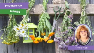 Herbs for Protection