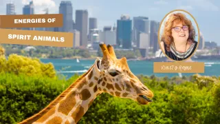 Energies of the Spirit Animal