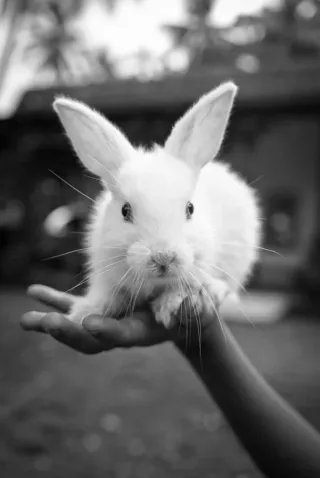 🐇 Persigue el conejo blanco