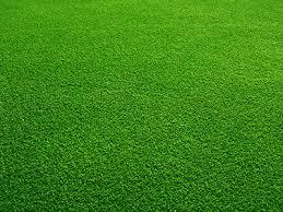 Sod: Everything You Need to Know