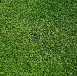 Lawn Care for Rental Properties in Greenville: Attracting Tenants with Curb Appeal