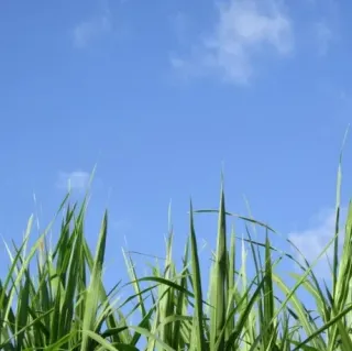 The Ultimate Guide to Lawn Care Services in Greenville: Transforming Your Yard into a Lush Haven