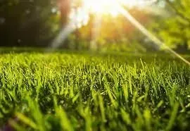 Seasonal Lawn Care Calendar: Maintaining Your South Carolina Lawn Year-Round