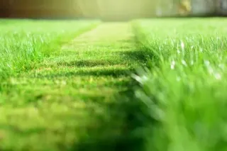 Lawn Mowing for Noise Reduction: Strategies for South Carolina Urban Areas