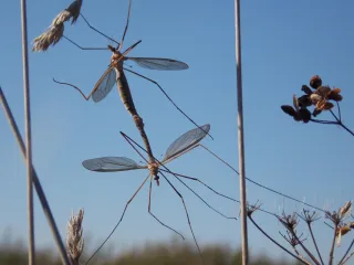 European Crane Fly In Your Lawn