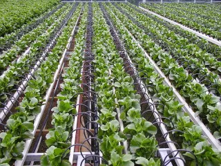 Smart Tech Irrigation