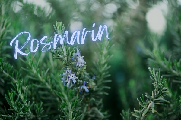 Rosmarin - grüner Winterzauberer