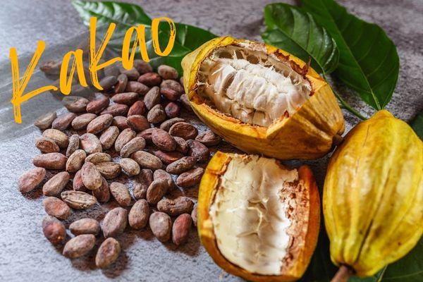 Kakao - „Speise der Götter“