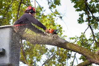 Tree Removal: A Comprehensive Cost and Service Guide - Copy