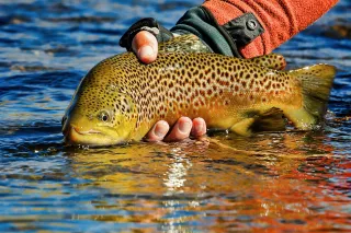 Where Trout Begin: Protecting Spawning Trout on Montana’s Missouri River