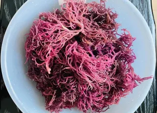 Purple Sea Moss Benefits: A Comprehensive Guide to Its Health Advantages