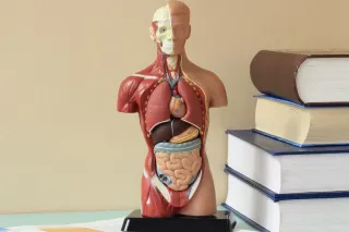 Unveiling the Reality: What Really Occurs When You Donate Your Body to Science